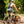 Dharco Mens Enduro Bib w/plate