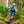 DHARCO Mens Gravity Short / Maverick