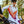 DHARCO WOMENS GRAVITY JERSEY FIREBIRD