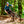 DHARCO WOMENS TRAIL SHORTS